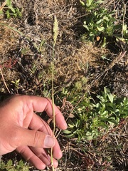 Agrostis blasdalei