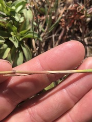 Agrostis blasdalei