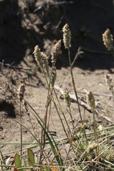 Agrostis blasdalei