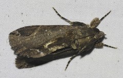 Ercheia dubia