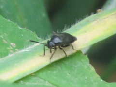 Capsus