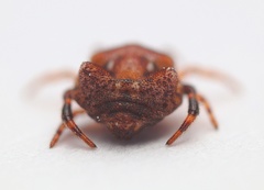 Phoroncidia quadrata