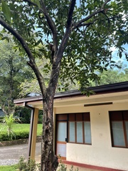 Syzygium samarangense