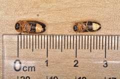 Asymmetricata circumdata