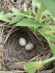 Chondestes grammacus