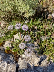 Globularia cordifolia