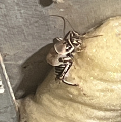 Cyphoderris
