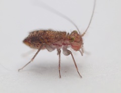 Hemipsocidae