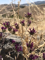 Monardella douglasii