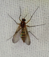 Mycomya richmondensis