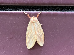 Barsine striata