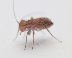 Hemipsocidae