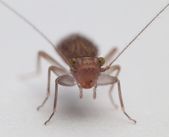 Hemipsocidae