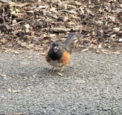 Pipilo maculatus oregonus