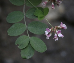 Hosackia rosea