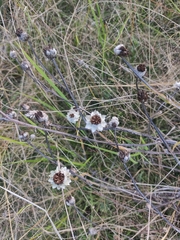 Ammobium alatum