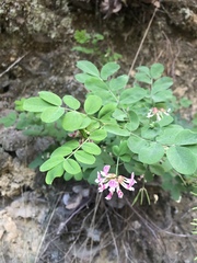 Hosackia rosea