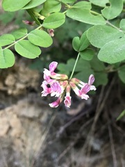 Hosackia rosea
