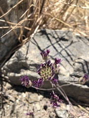 Monardella douglasii