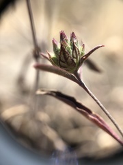 Monardella douglasii