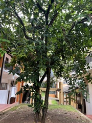 Syzygium samarangense