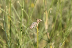 Genista umbellata