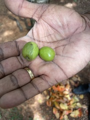 Elaeocarpus serratus