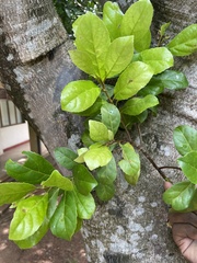 Elaeocarpus serratus