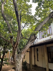 Elaeocarpus serratus