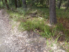 Coopernookia barbata