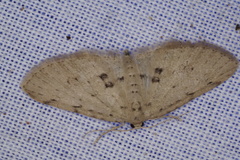 Poecilasthena scoliota