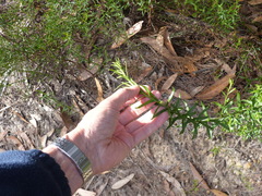 Coopernookia barbata