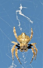 Caerostris sexcuspidata