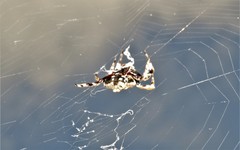 Caerostris sexcuspidata