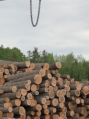 Corvus corax principalis