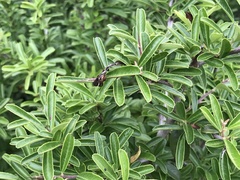Ilex myrtifolia