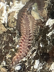 Pherecardia striata
