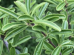 Ilex myrtifolia