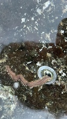 Pherecardia striata