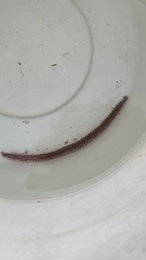 Pherecardia striata