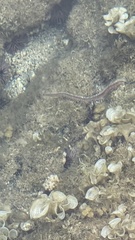 Pherecardia striata