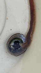 Pherecardia striata