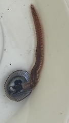 Pherecardia striata