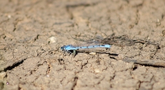 Enallagma doubledayi