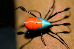 Leucauge sarawakensis