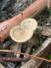 Singerocybe