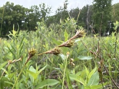 Carex straminea