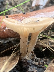 Singerocybe