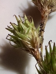 Carex straminea