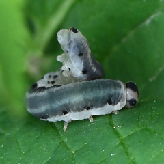 Macrophya alboannulata